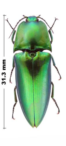 Campsosternus cyaniventris